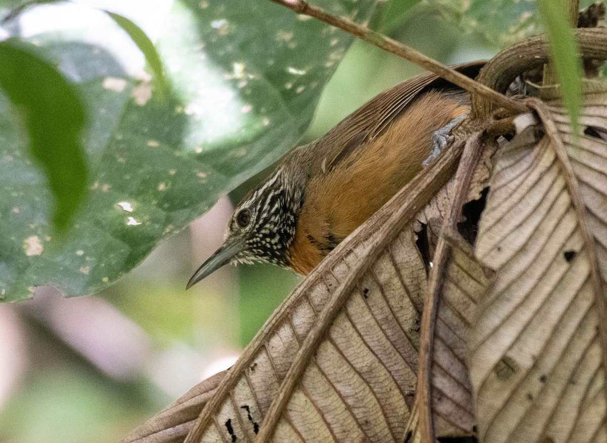 Rufous-breasted Wren - ML187234751