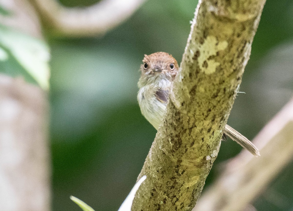 Scale-crested Pygmy-Tyrant - ML187234811