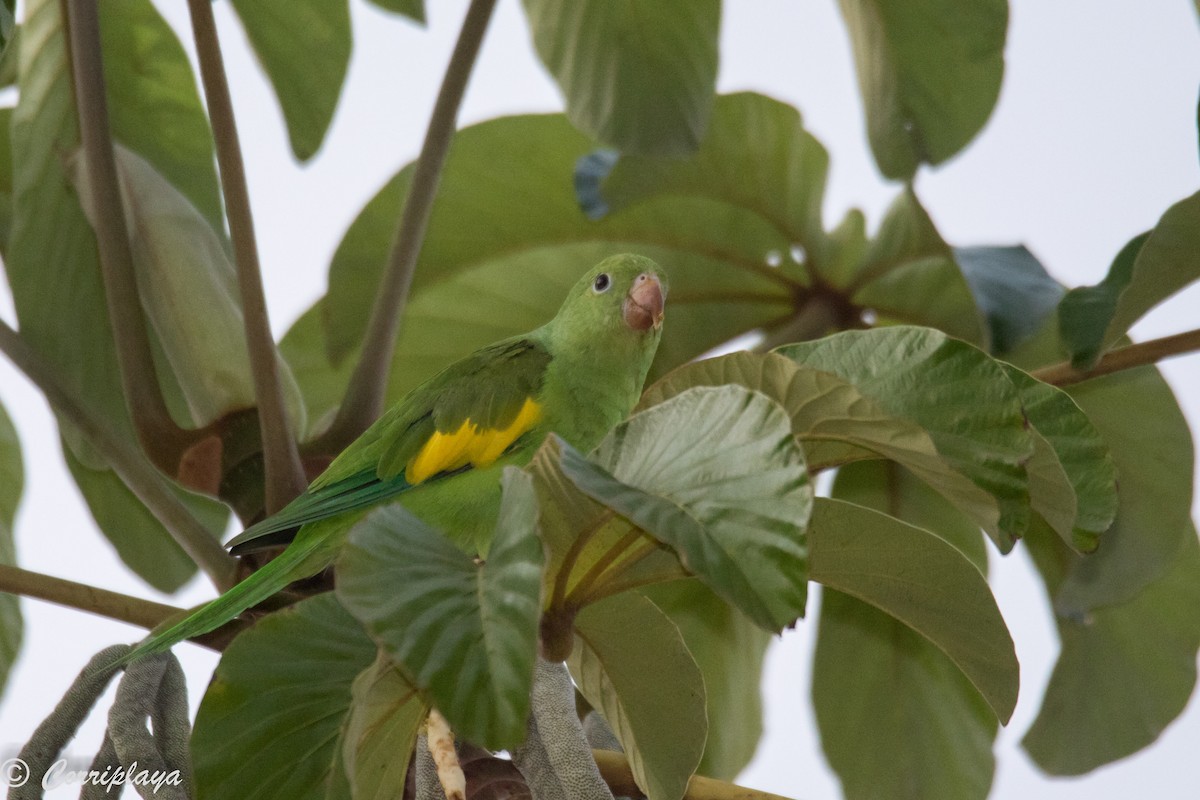 Yellow-chevroned Parakeet - Fernando del Valle
