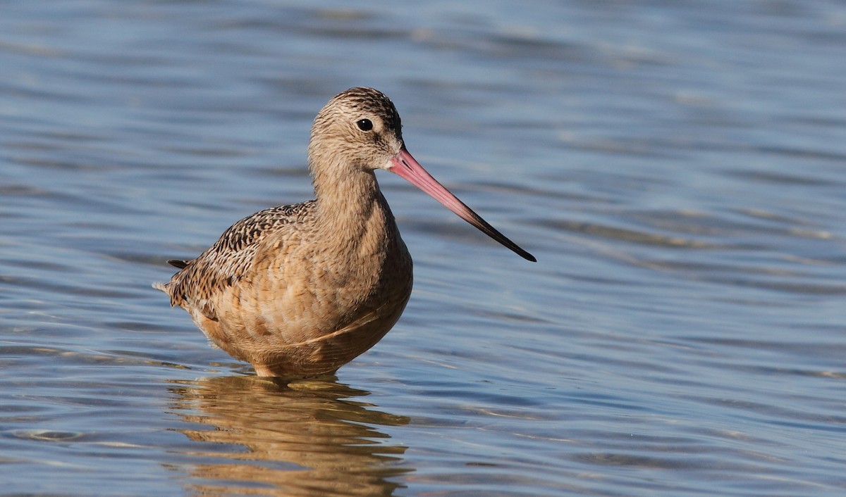 Marbled Godwit - Vince Capp