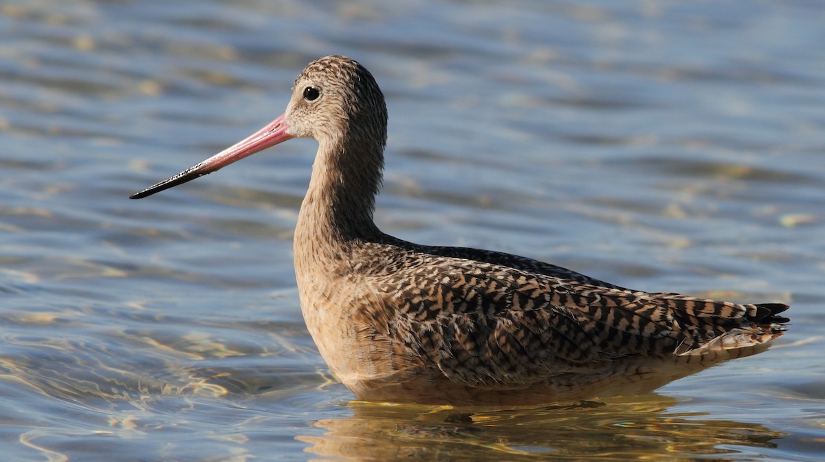 Marbled Godwit - Vince Capp