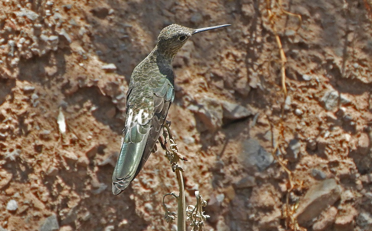 Giant Hummingbird - ML187237251