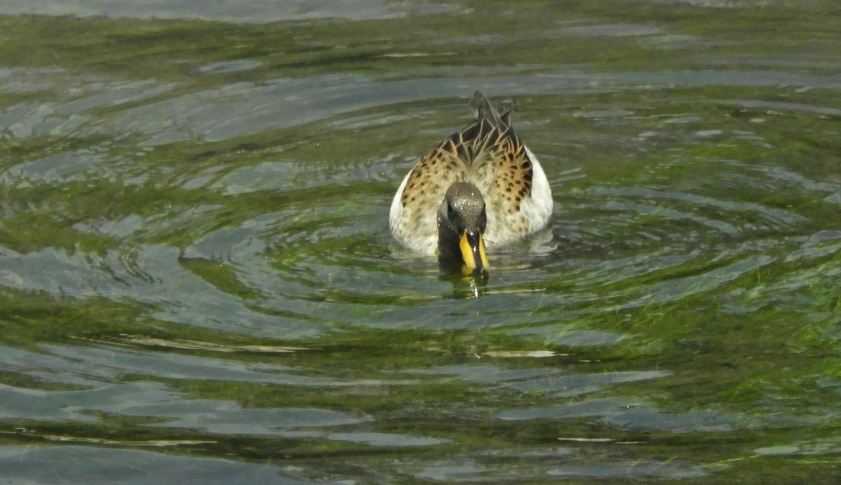 Yellow-billed Teal - ML187237271