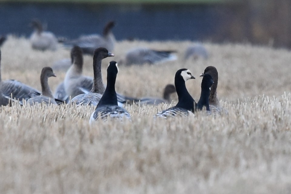 Barnacle Goose - Blair Whyte