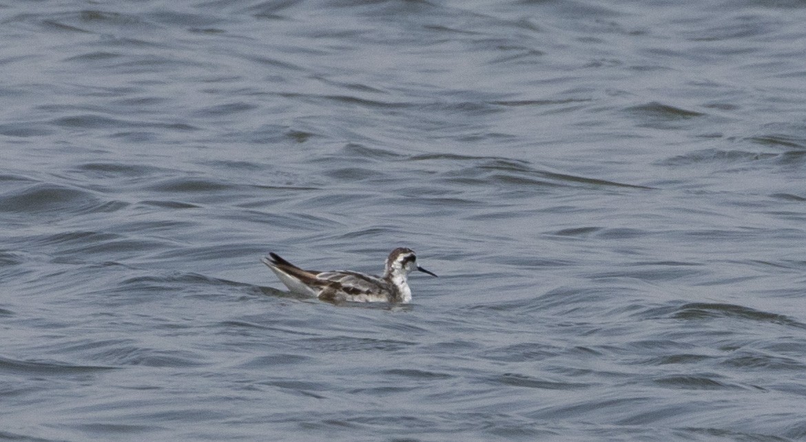 Red-necked Phalarope - ML187238141