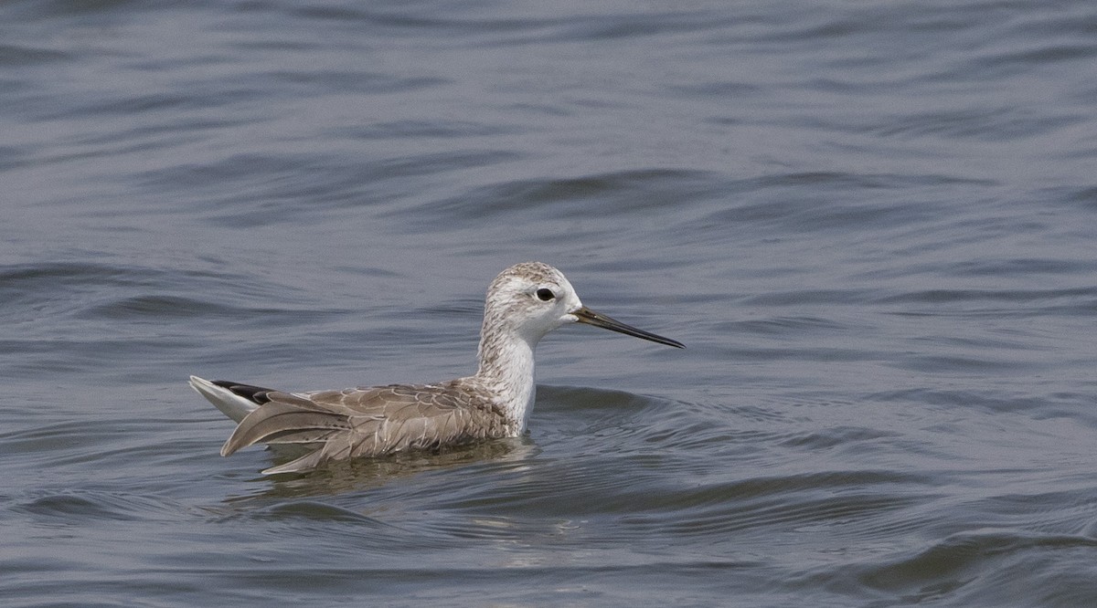 Marsh Sandpiper - ML187238201