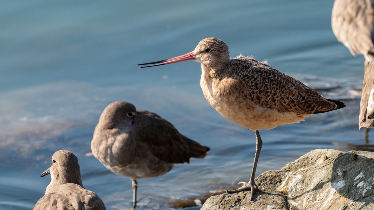 Marbled Godwit - Jim Gain