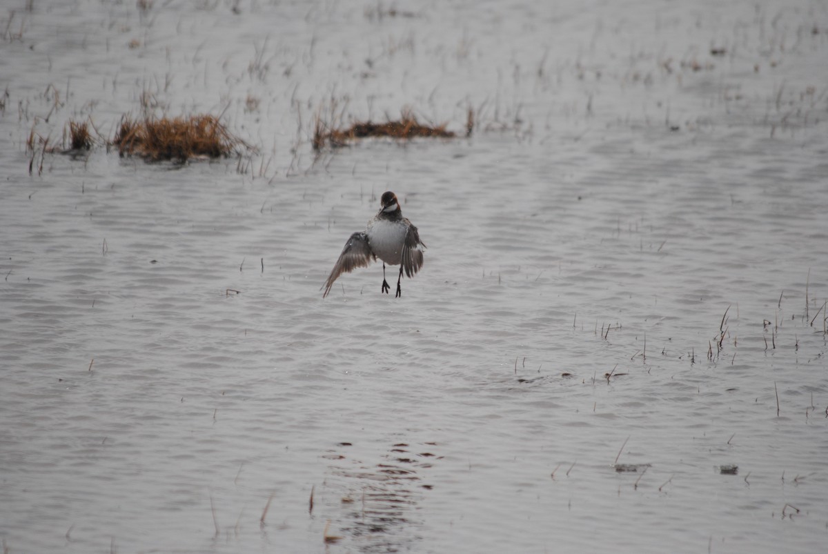 Red-necked Phalarope - ML187239751