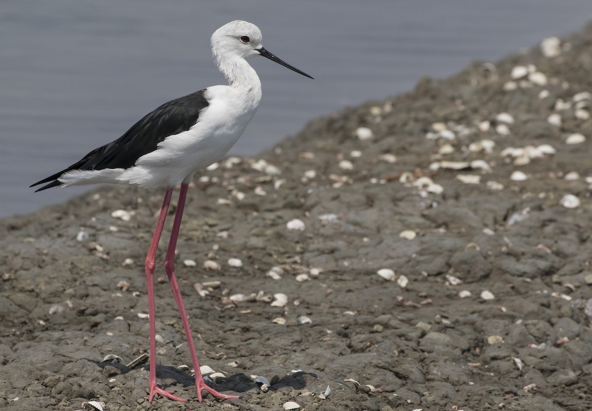 Black-winged Stilt - ML187240811