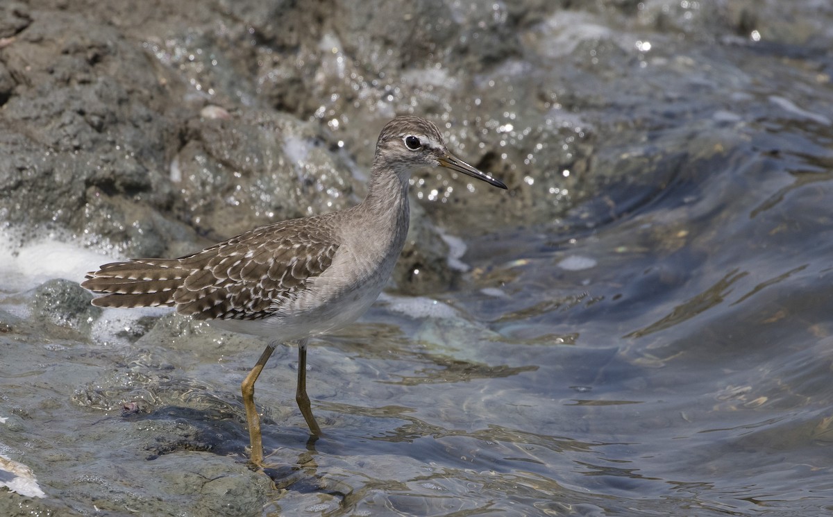 Wood Sandpiper - Caleb Putnam