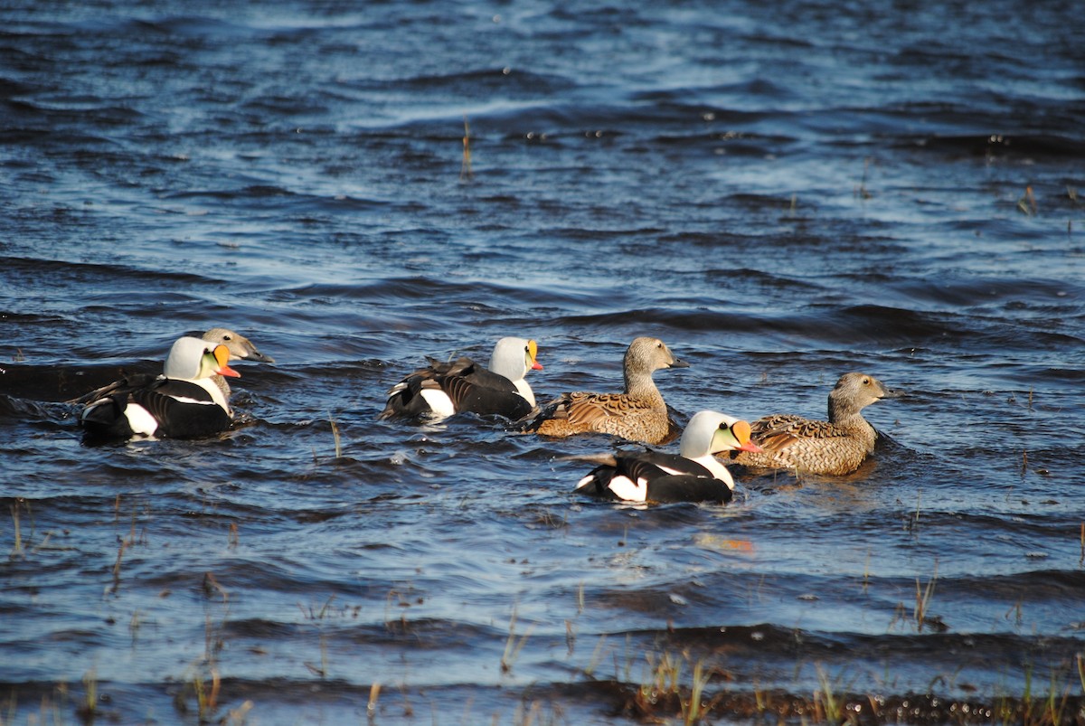 King Eider - ML187240881