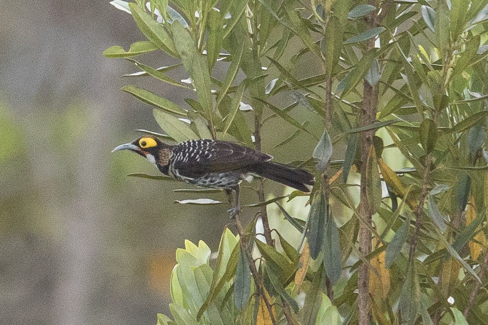 Ornate Melidectes - ML187241841