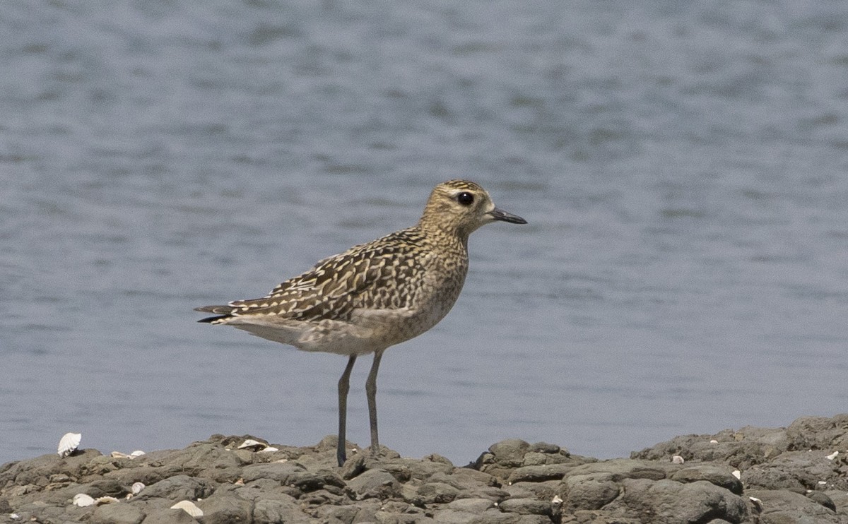 Pacific Golden-Plover - ML187241901