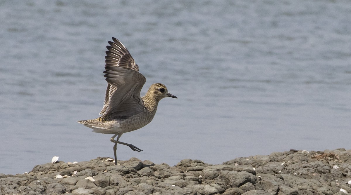 Pacific Golden-Plover - ML187241911