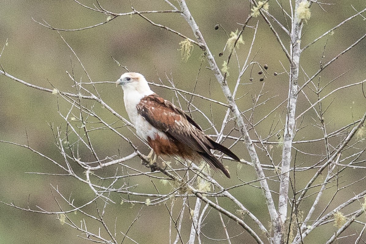 Brahminy Kite - ML187242031