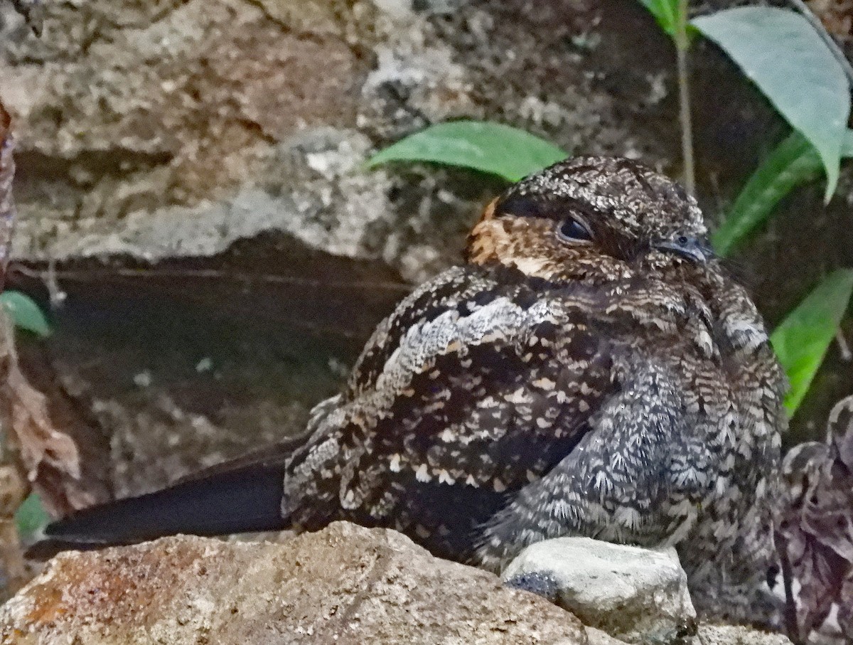 Lyre-tailed Nightjar - Ray Wershler