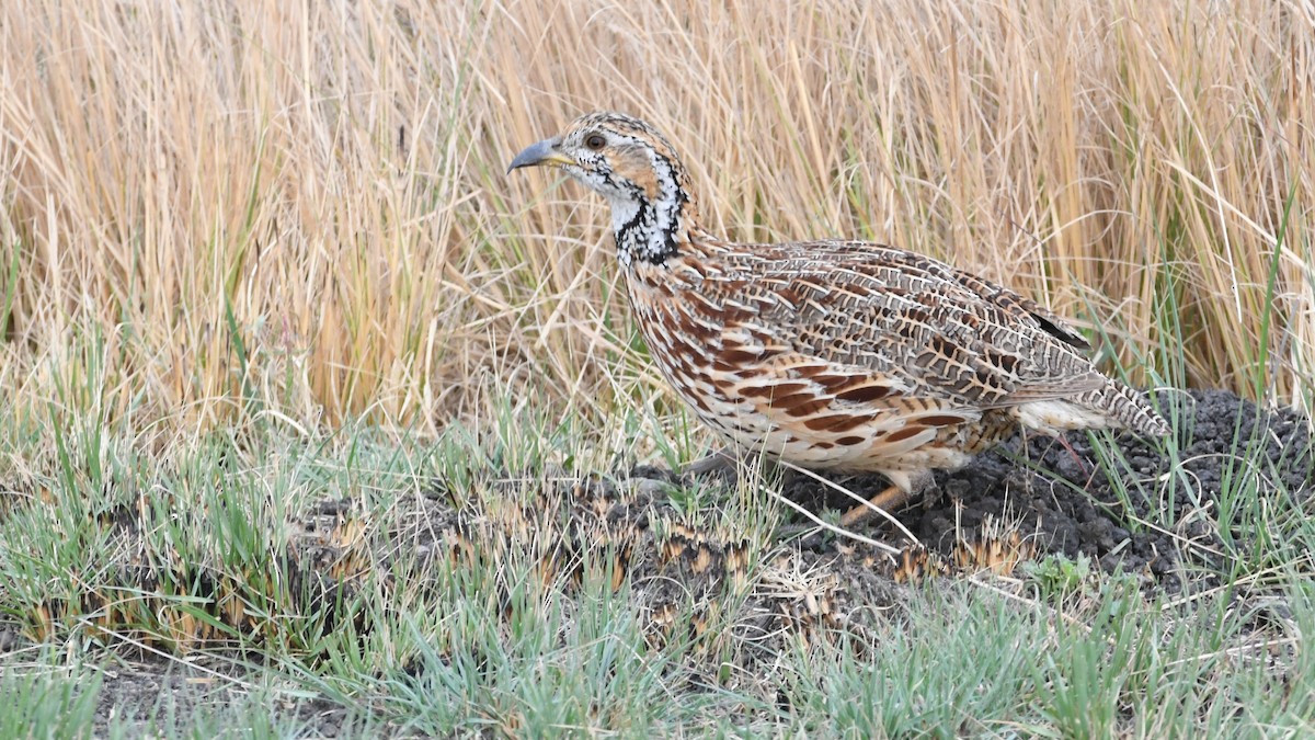 Orange River Francolin - ML187246811