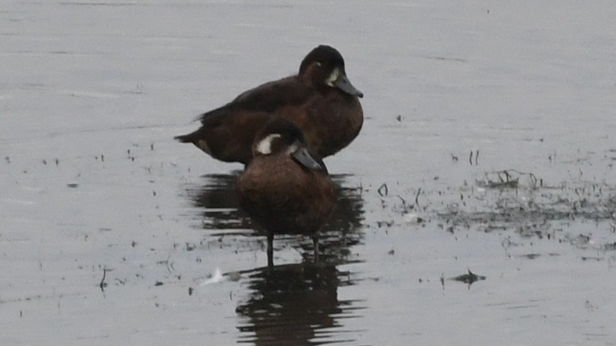 Southern Pochard - ML187247401