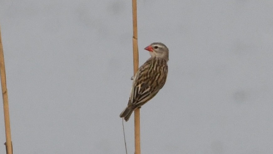 Red-billed Quelea - Vlad Sladariu