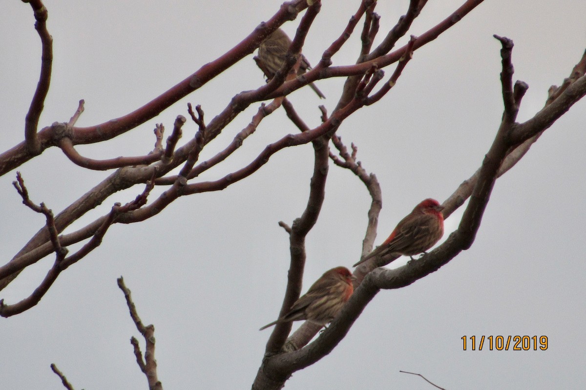 メキシコマシコ - ML187247781