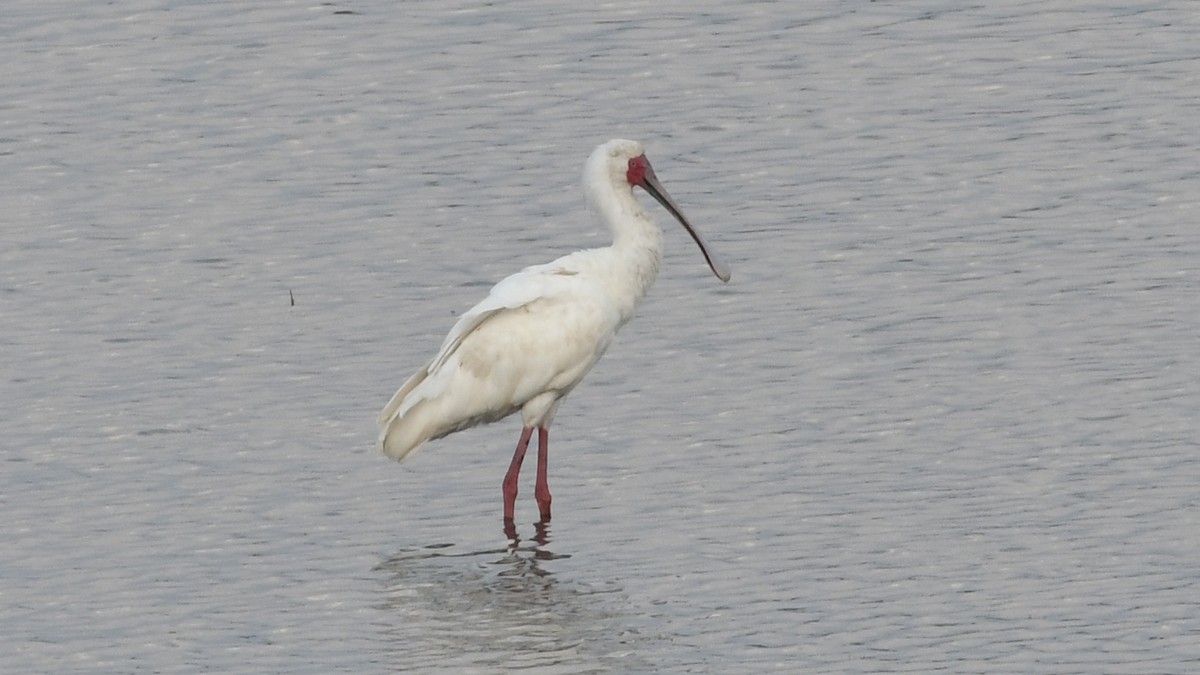 African Spoonbill - ML187247961