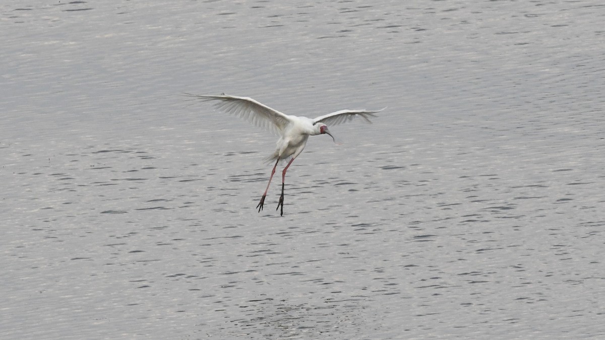 African Spoonbill - ML187248031