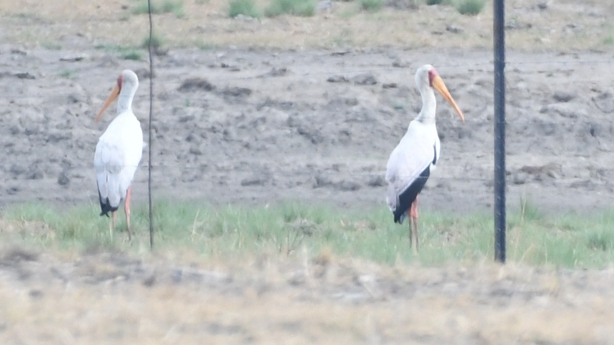 Yellow-billed Stork - ML187248571