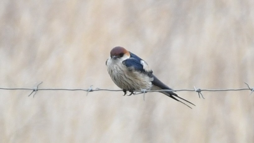 Hirondelle à tête rousse - ML187248621