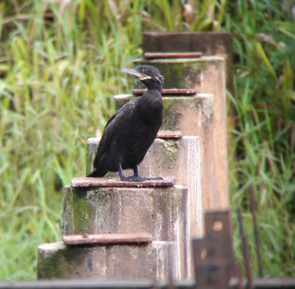 Neotropic Cormorant - ML187248721