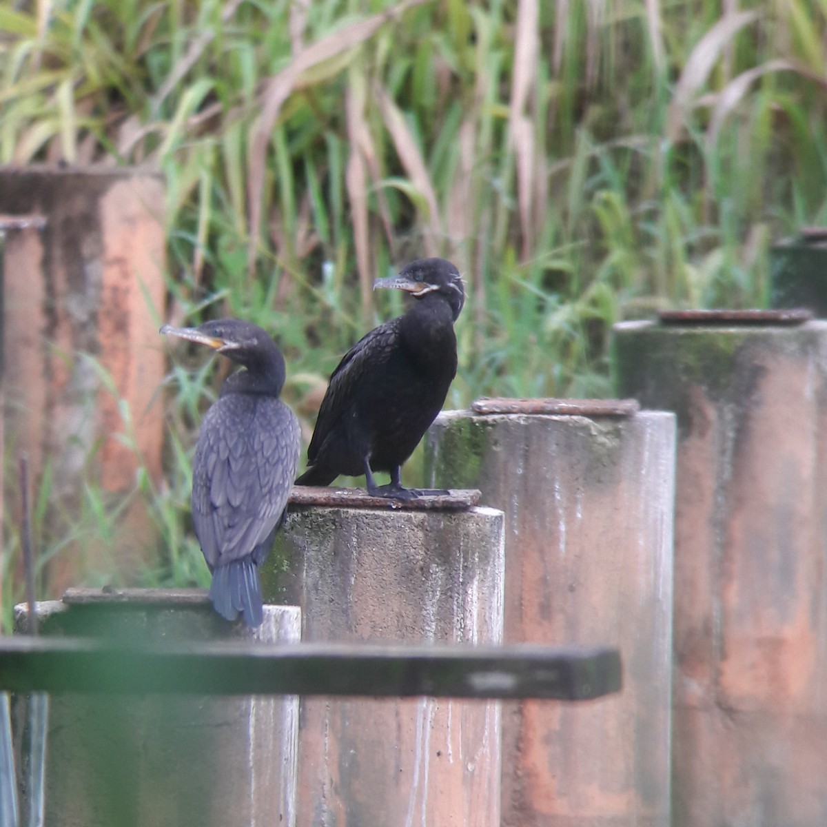 Neotropic Cormorant - ML187248751