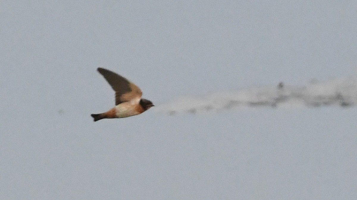 Golondrina Sudafricana - ML187248781