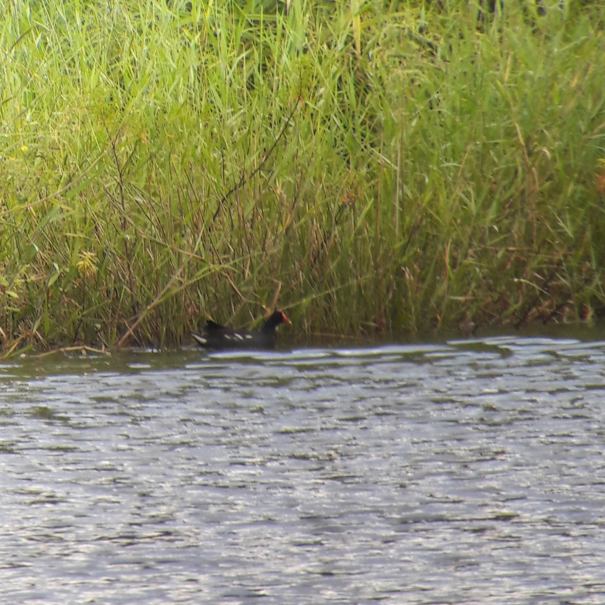 Common Gallinule - ML187249041