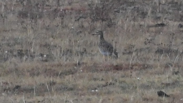 Spotted Thick-knee - Vlad Sladariu