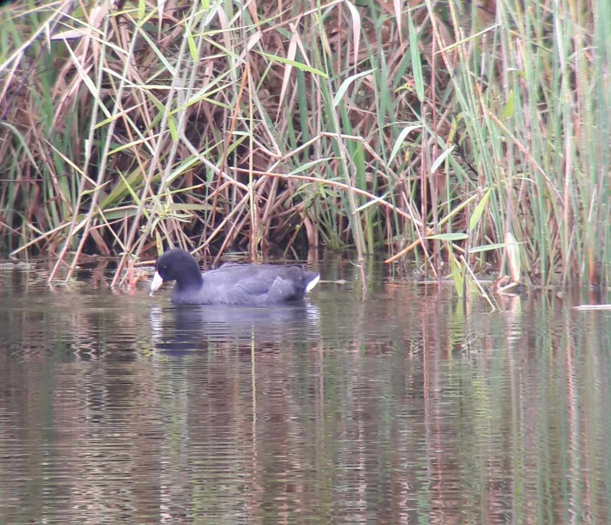 American Coot - ML187249161