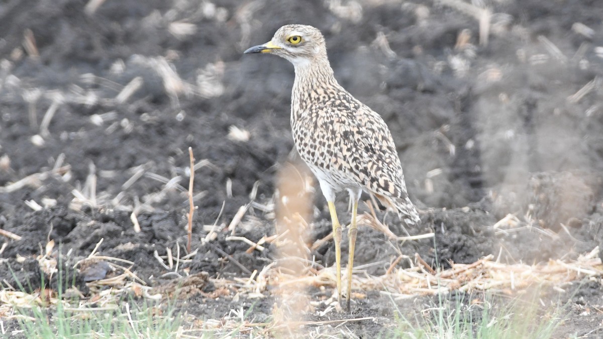 Spotted Thick-knee - Vlad Sladariu