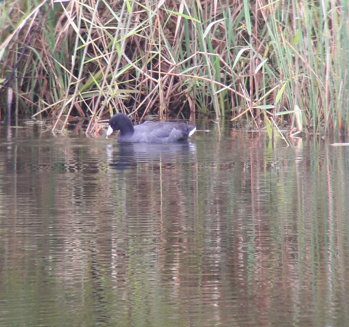 American Coot - ML187249291