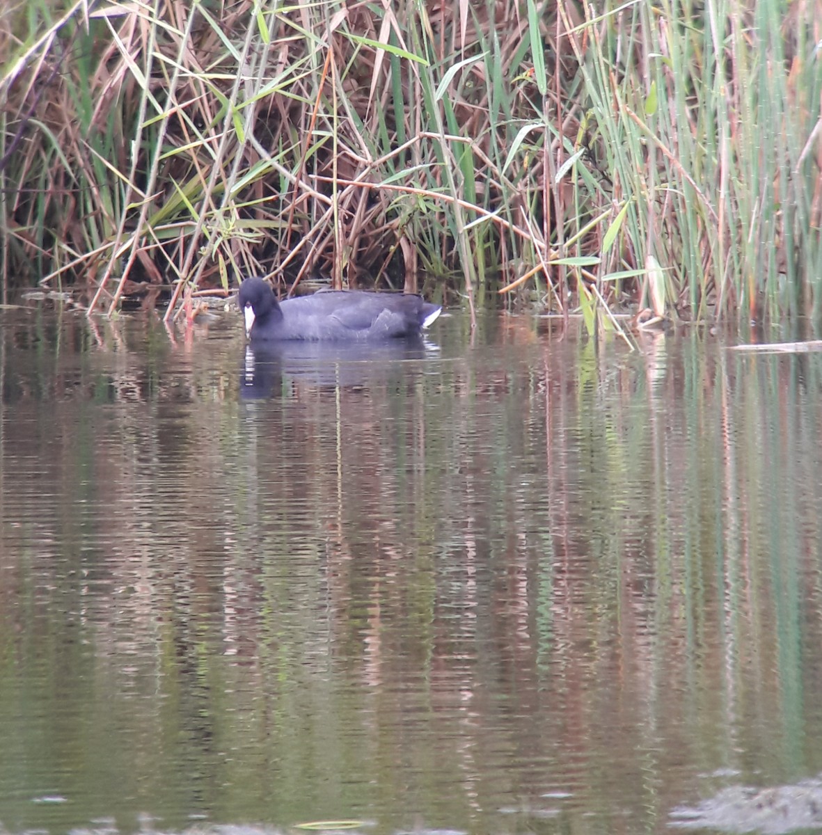 American Coot - ML187249341