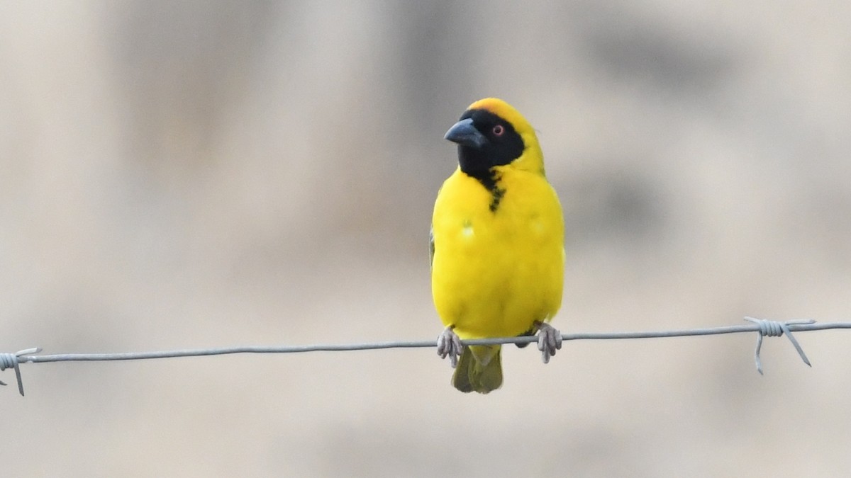 Southern Masked-Weaver - ML187249501