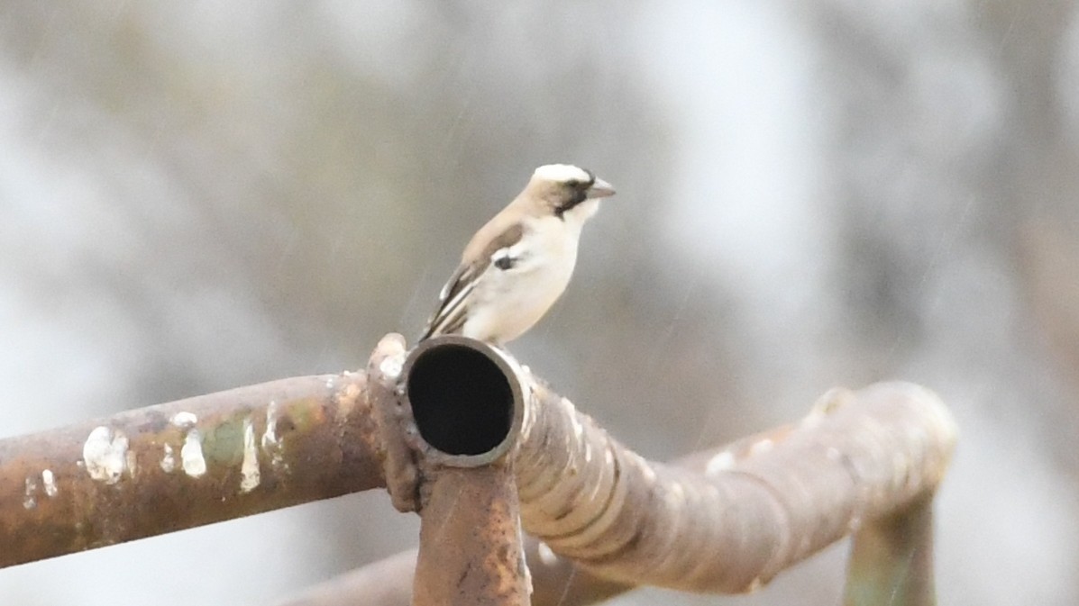 White-browed Sparrow-Weaver - ML187249511