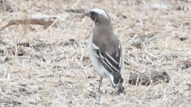 White-browed Sparrow-Weaver - ML187249531