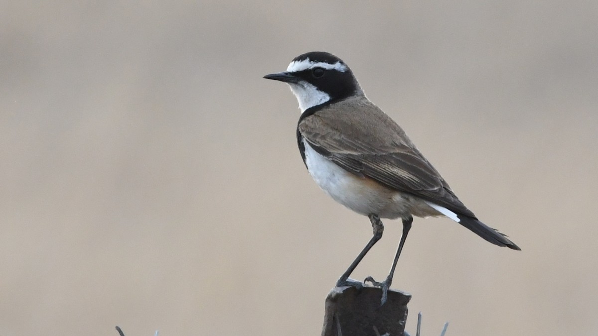 Capped Wheatear - ML187249601