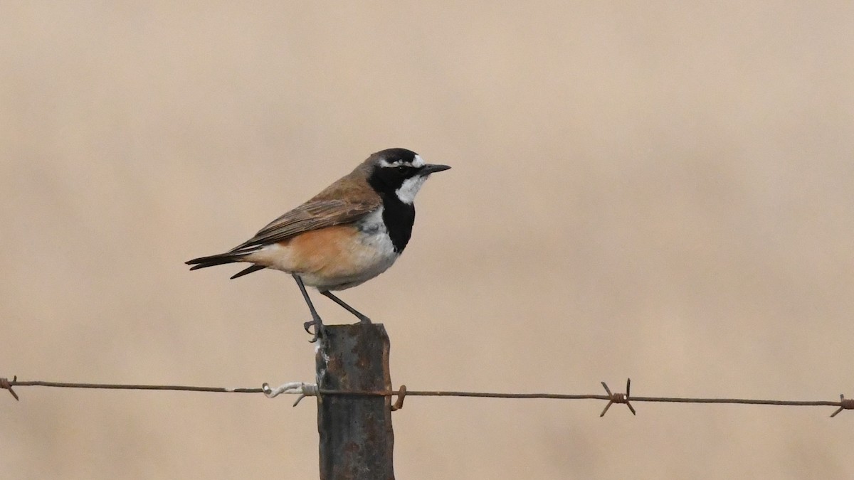 Capped Wheatear - Vlad Sladariu