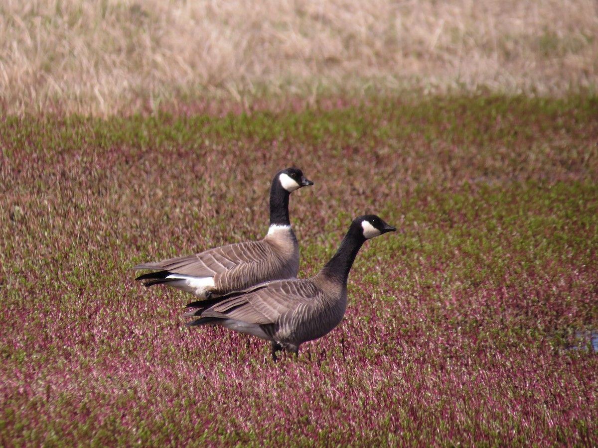 Cackling Goose - Alan Kneidel