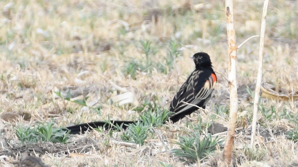 Long-tailed Widowbird - Vlad Sladariu