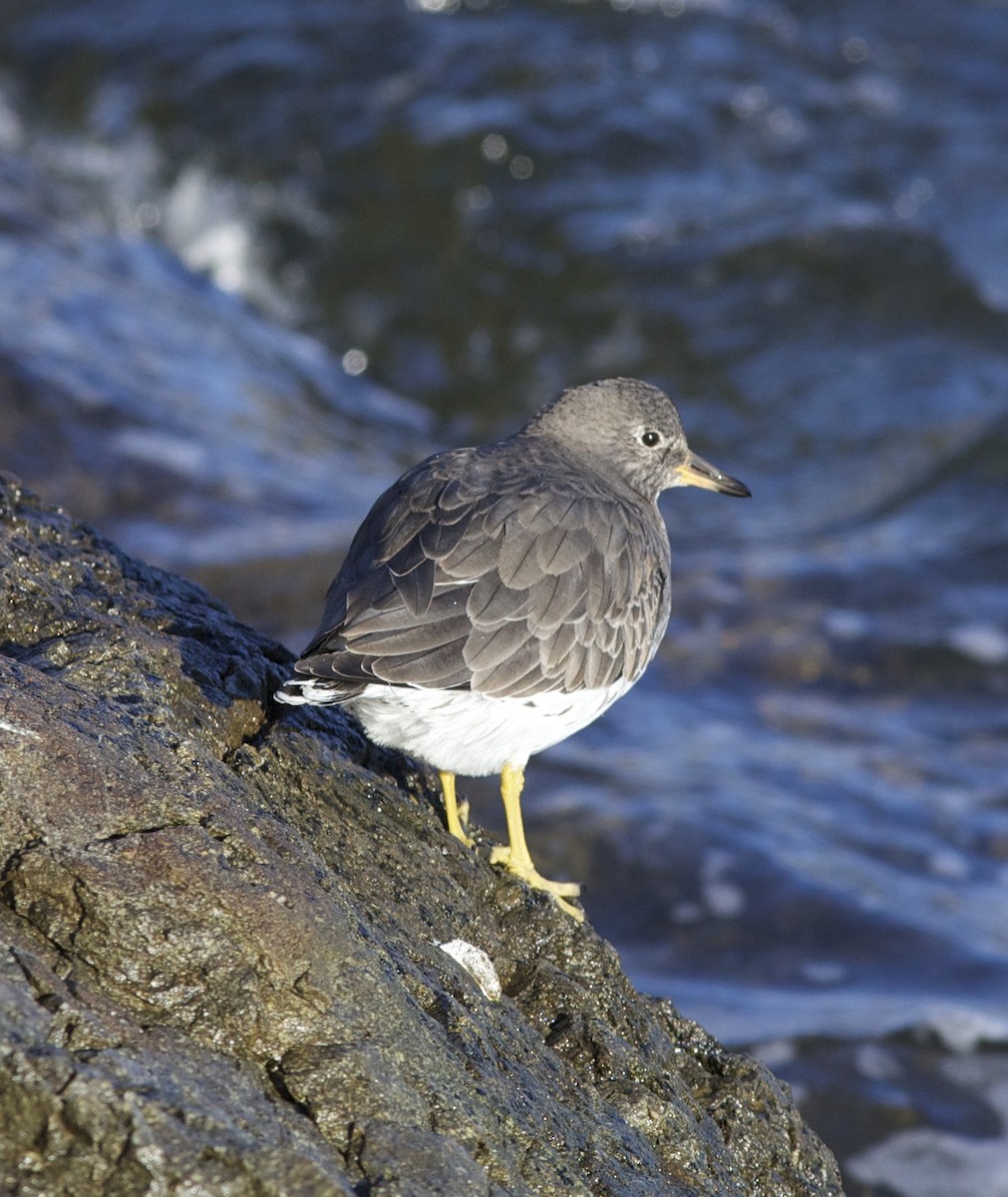 Surfbird - ML187250591