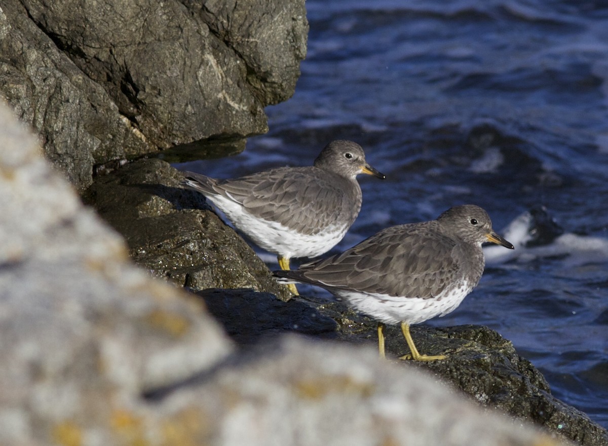 Surfbird - ML187250641