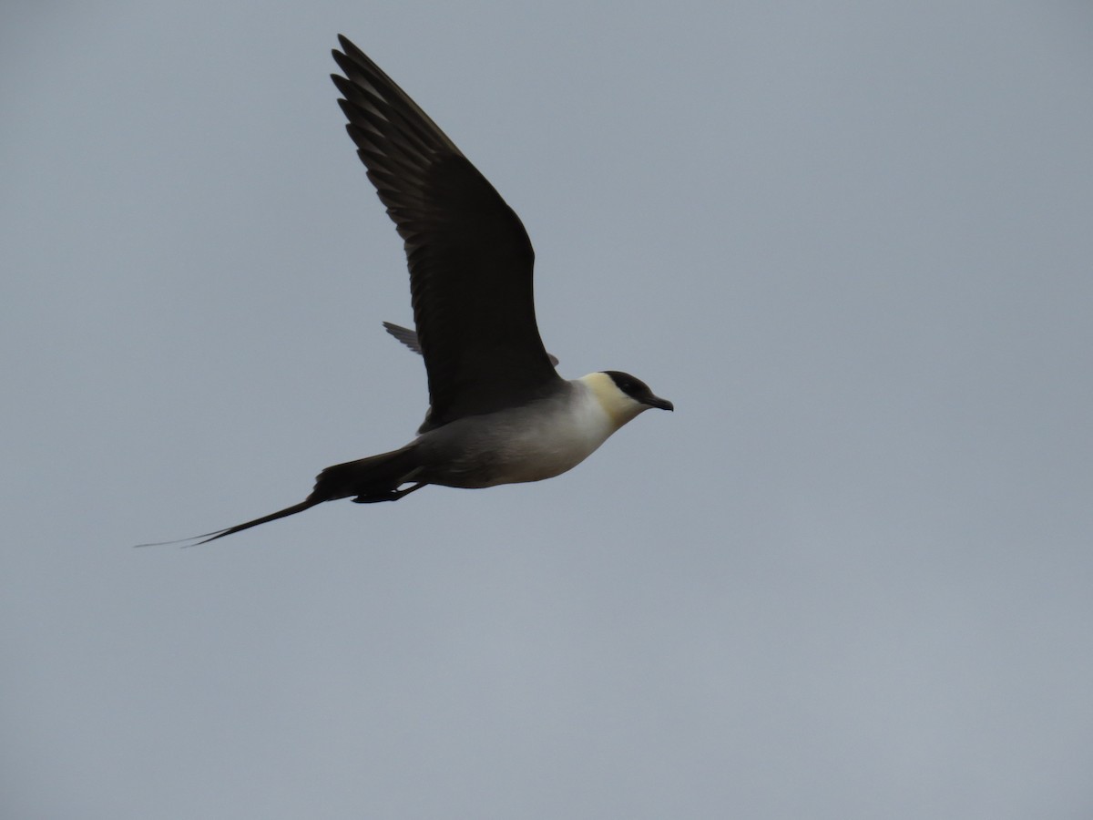 Long-tailed Jaeger - Alan Kneidel