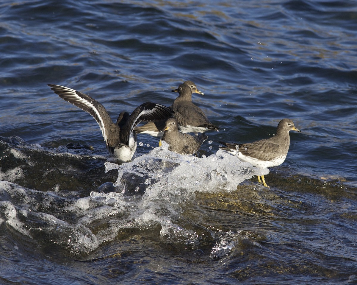 Surfbird - ML187251201