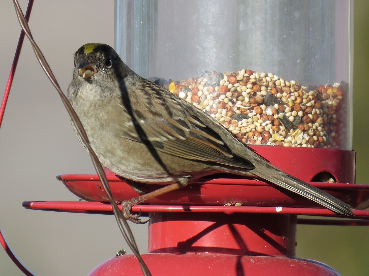 Golden-crowned Sparrow - ML187252051