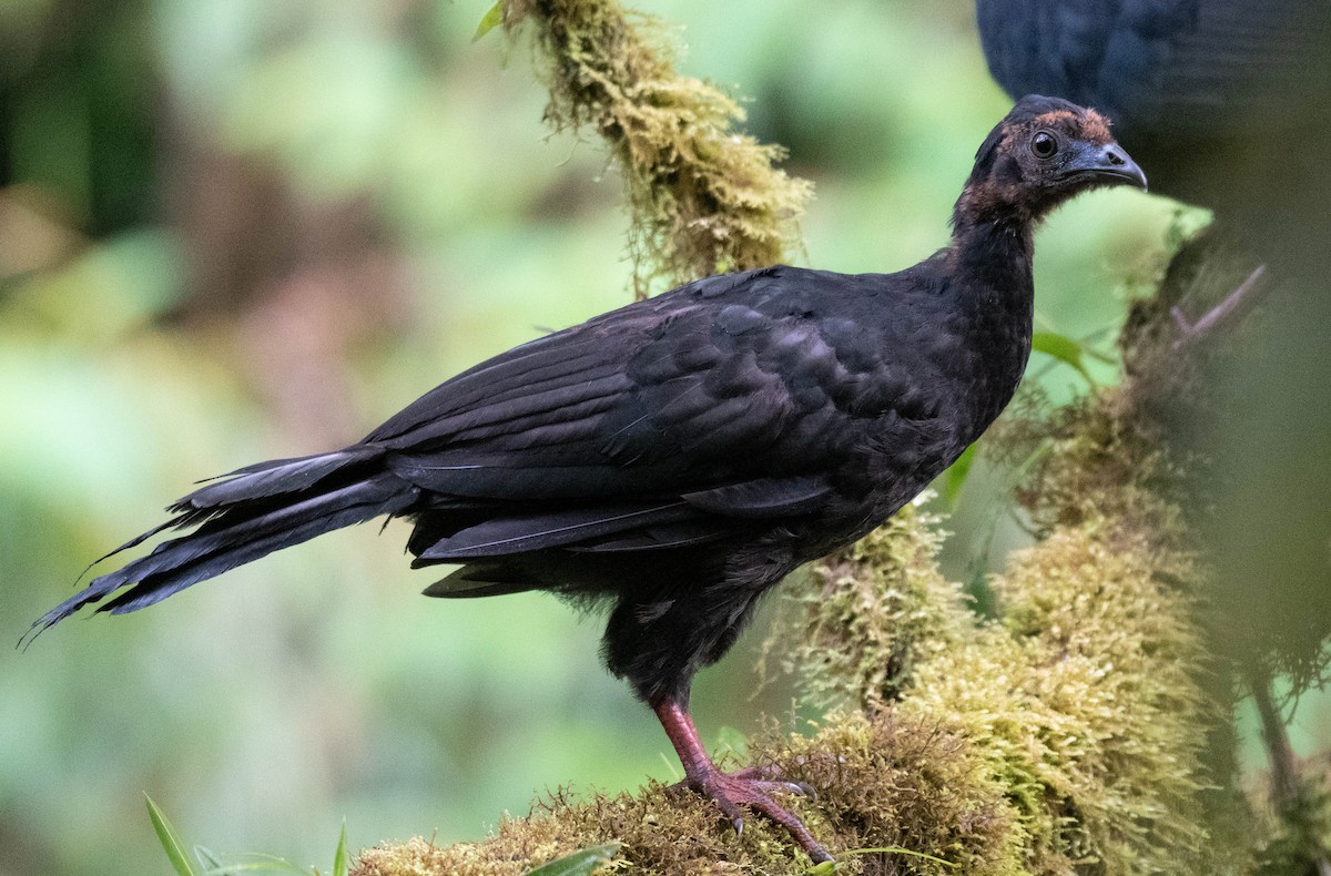 Black Guan - Ryan Andrews